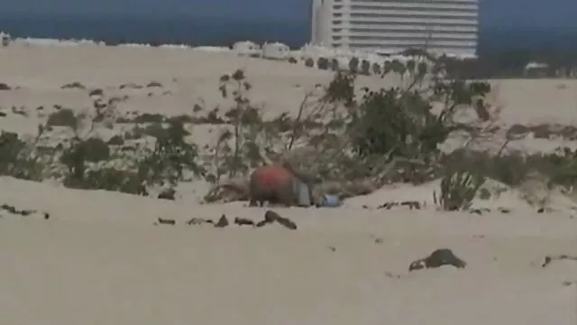 O homem russo senta-se no rosto vídeo pornô com coroas gostosas loiro anal